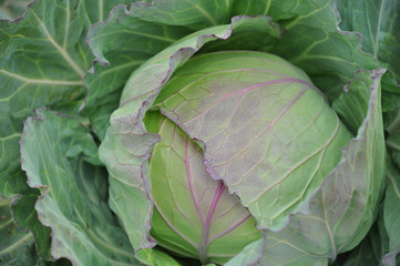 Fototapeta premium Cabbage in the field, in the North of Thailand