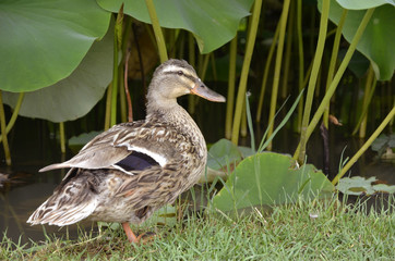 Female duck mallard among sacred lotus