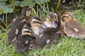 Ducklings mallards lying on grass
