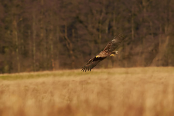 White-tailed eagle (Haliaeetus albicilla)