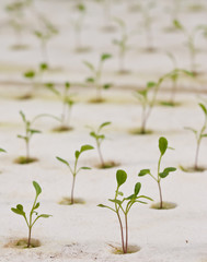 Aeroponics plantation in glasshouse