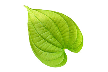 Obraz premium Heart-shaped leaves.