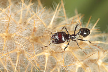 Ant