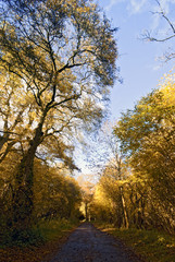 Autumn Path