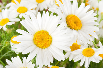 Fototapeta premium Camomile