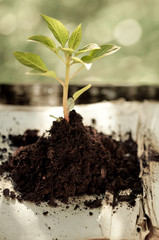 Young plant against natural green background
