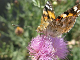 Papillon posé sur une fleur (gros plan) : vanesse des chardons (Vanessa cardui)