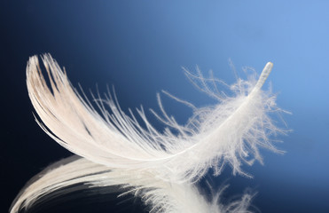 beautiful feather on blue background