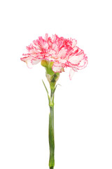 Beautiful carnation isolated on white