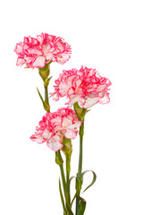 Obraz premium Beautiful carnations isolated on white