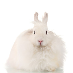 Fluffy white rabbit isolated on white