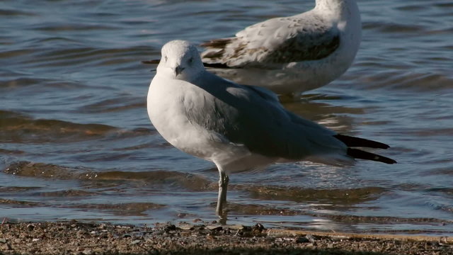 Seagull On Lake Shore