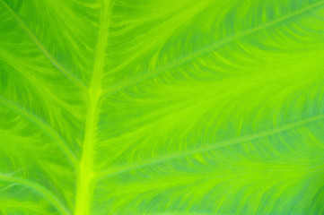 Blattader - leaf vein 02