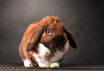 Lop-eared rabbit on grey background