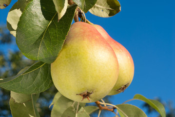 ripe pears
