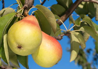 ripe pears