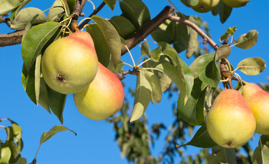 ripe pears