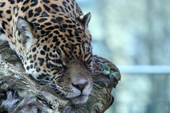 Jaguar