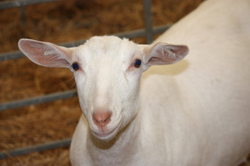 Naklejka na ściany i meble A Beautiful White Goat in a Metal Animal Pen.