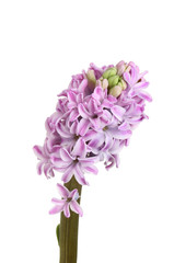 Hyacinth flowers