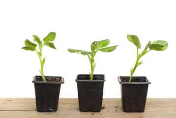 Broad bean plants on a bench