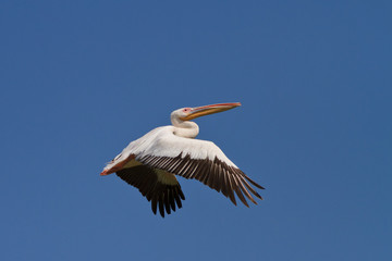 Fototapeta na wymiar biały pelikan w locie