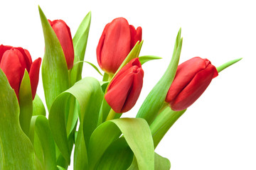 tulips