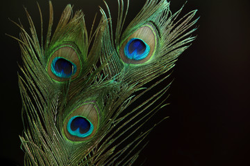 Naklejka premium Three peacock feathers