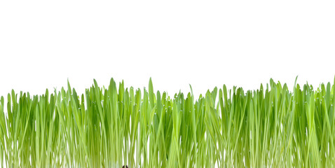 Gras felder. Vitamine für jeden Tag