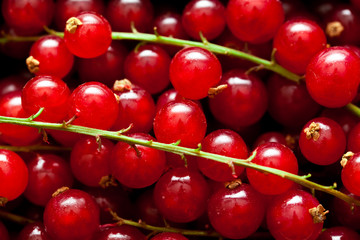 Redcurrant background