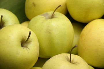 Yellow and green Golden apples in a green bowl.