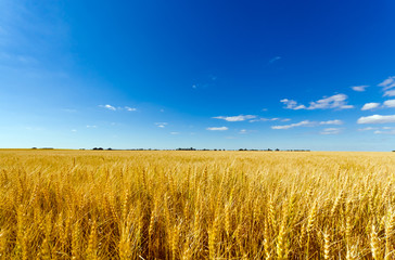 Golden wheat field against a summer blue sky