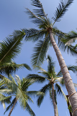 Fototapeta na wymiar Palm trees under blue sky