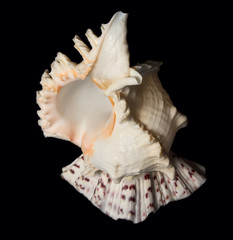 Shell on black background