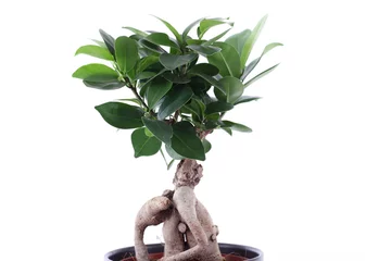 Afwasbaar Fotobehang Bonsai Ficus ginseng