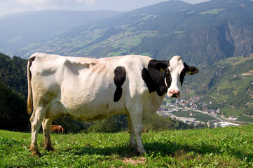 Kuh in den Alpen - Dolomiten
