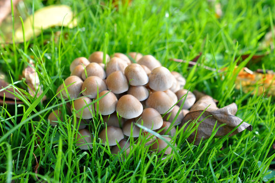 Kleine Pilze im Gras