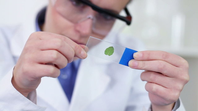 Female scientist looking at glass slide with green leaf