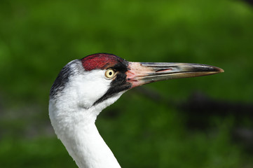 Whooping Crane