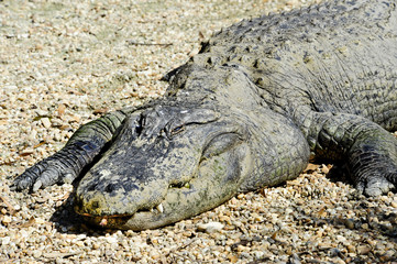 American Alligator