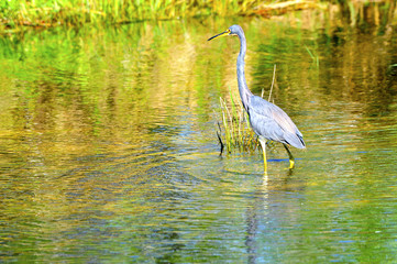 Great Blue Heron