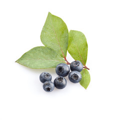 Fresh forest blueberries with leaves