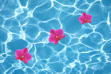 Three pink orchids floating on water in pool