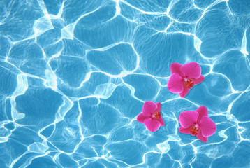 Three pink orchids floating on water in pool