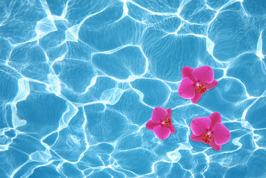 Fototapeta Three pink orchids floating on water in pool