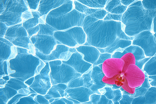 Fototapeta Pink orchid floating on water in pool