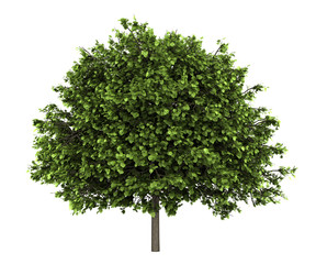 small-leaved lime tree isolated on white background