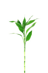 Bamboo on white background