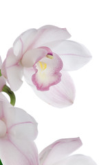 Fototapeta na wymiar Orchid kwiaty na białym (cymbidium sp.)