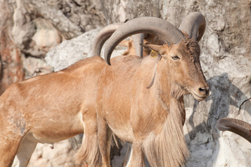 barbary sheep